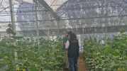 Uşaklı çiftçilerin tarlalarında zehirli madde denetimi başladı