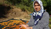Adana Saimbeyli’de dalında kalan kirazlar kışlık çerez oluyor
