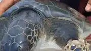 Samandağ açıklarında oltaya takılan caretta carettaya balıkçı eli değdi