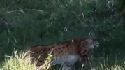 Erzurum kırsalında nadir görülen vaşak kameraya yakalandı