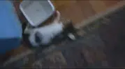 Amasya'da evdeki sekiz kedi ölü bulundu