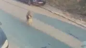 Silivri'de köpeklerin üzerine aracını süren sürücü cezaevine gönderildi