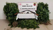 Ödemiş ormanlarında yasa dışı kenevir tarlasına jandarma baskını