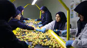 Malatya kayısısı Avrupa yollarında
