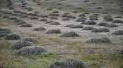 Faraşin Yaylası’nda kış hazırlıkları zirve yaptı
