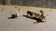 Kuşadası'nda köpeklerin kıstırdığı domuzu sürüsü son anda kurtardı