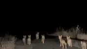 Gercüş yolunda gece yarısı kurt sürüsüyle karşılaştılar