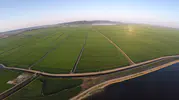 Edirne ovasında pirinç mesaisi yeşil bir tabloya dönüştü