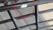 İnegöl’de görülen gizemli böcek şaşkınlık yarattı