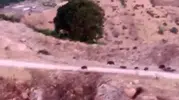 Diyarbakır Çermik’te domuz sürüsü tarlaları bastı