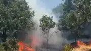 Gemlik'teki anız yangını ormanlık alana sıçramadan durduruldu
