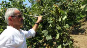 Fındıkta hasat öncesi fiyat gerilemesi üreticiyi tedirgin ediyor