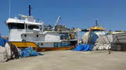 Karadenizli balıkçılardan palamut beklentisi