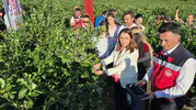 Bartın'da yaban mersini bereketi yaşanıyor