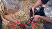 Lice alevlerine müdahale eden ekipler bir kaplumbağayı kurtardı