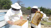 Ispartalı arıcılar rotayı ayçiçeği tarlalarına çevirdi