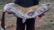 Kırklareli barajında dev yayın balığı heyecanı