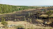 Tokat'ta tarım arazisi alevlere teslim oldu