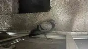 Diyarbakırda sekizinci kattaki evde şaşırtan misafir