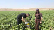 Cizre pamuk tarlalarında kimyasal ilaç devri kapanıyor