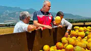 Kırıkhan’ın tescilli kavunu tarladan sofralara inmeye başladı