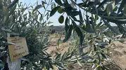 Milas’ta taşınan zeytin ağaçları bir yılda meyveye döndü