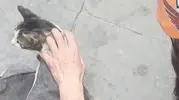 Eskişehirde iki bina arasında mahsur kalan kediye kurtarma operasyonu