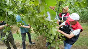 Samsun fındığında geri sayım başladı