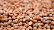 Ferrero fındıkta sürdürülebilirlik için 32 milyon avro harcadı