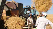 Diyarbakır tarlalarında 40 derecelik zorlu hasat mesaisi