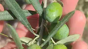 Didimli zeytin üreticileri için sinek alarmı verildi