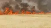 Şanlıurfa’da buğday hasadı öncesi 45 dönüm alan küle döndü