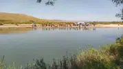 Kızılırmak’ta serinlemek isteyen mevsimlik işçilerden biri akıntıya kapıldı