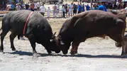 Germencik’te Yörük kültürünün devleri arenaya indi