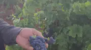 Çermik bağlarında sezonun ilk üzümleri kasalara dolmaya başladı