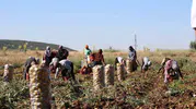 Sandıklı patatesinde yüzleri güldüren fiyat artışı