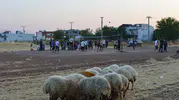 Mardinli köylülerin voleybol aşkı yetkilileri harekete geçirdi