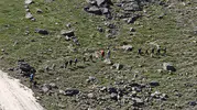 Cilo Dağı’na tırmanan dağcıdan pazartesi gününden beri haber yok