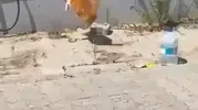 Tekirdağ sokaklarında kedi ve yılanın nefes kesen düellosu