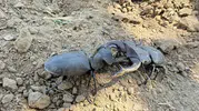 Manisa’nın tarlalarında nadir rastlanan dev misafir