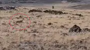 Siverek arazisinde nadir görülen ceylan sürüsü kameraya takıldı