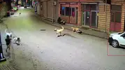 Ordu’da scooter süren çocuğa köpek saldırısı kamerada