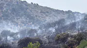 Bodrum Gümüşlük'te korkutan yangın söndürüldü