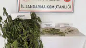 Aydın Efeler'de ev baskını Kenevir tarlasına dönen bahçe