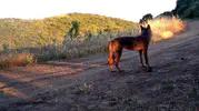 Ganos Dağı’nın gizli sakinleri kameralara yakalandı