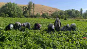 Şuhut tarlalarında fasulye bereketi başladı