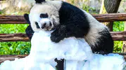Panda Wang Shu ilk yaşını dev bir pasta ile kutladı