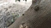 Adana narenciye bahçelerinde kimyasal ilaç dönemi bitiyor