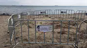 Şarköy sahilinde nadir kum zambakları bulundu