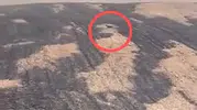 Çanakkale yangınında yaşam mücadelesi veren geyik görüntülendi
